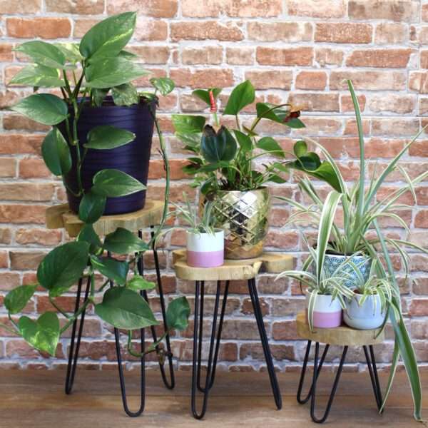 natural plant stand
